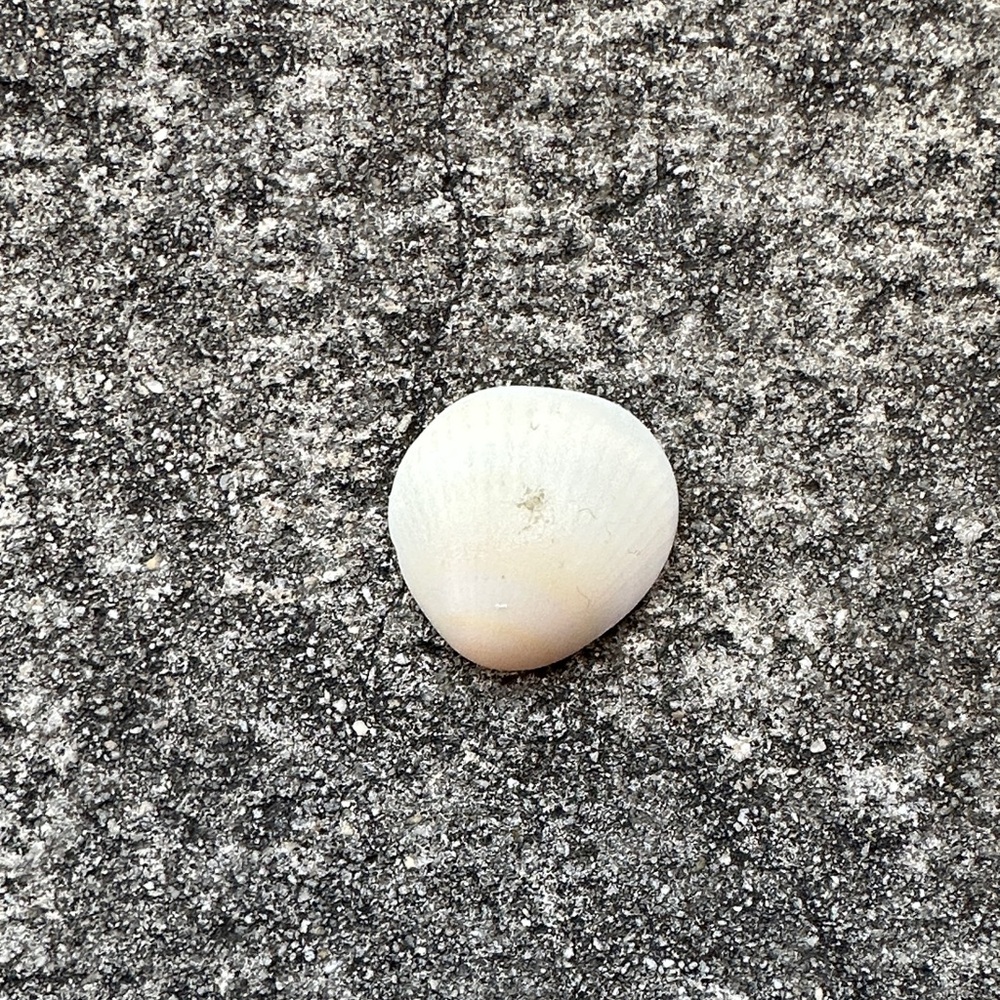 Elegant White Shell Decor